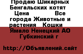 Продаю Шикарных Бенгальских котят › Цена ­ 17 000 - Все города Животные и растения » Кошки   . Ямало-Ненецкий АО,Губкинский г.